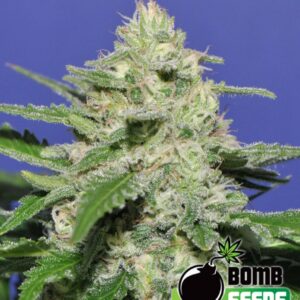 10 UND FEM - WIDOW BOMB * BOMB SEEDS 10 UND FEMINIZADAS