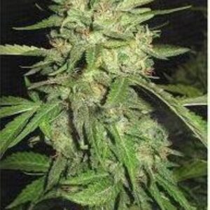3 UND FEM - WIDOW * PROFESSIONAL SEEDS 3 UND