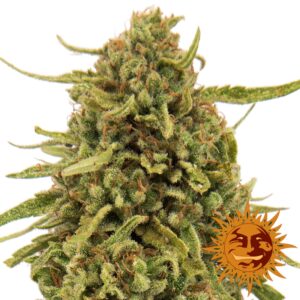 10 UND REG - WIDOW REMEDY * BARNEY#S FARM REGULAR 10 UND