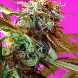 5 UND FEM - WILD ROSE ﾮ * SWEET SEEDS 5 UND FEMINIZADAS
