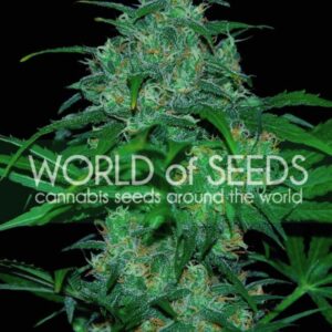 7 UND FEM - WILD THAILAND (PURE ORIGIN COLLECTION) * WORLD OF SEEDS 7 UND FEMINIZADAS