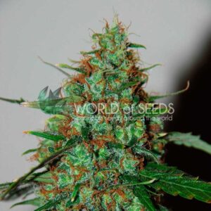 12 UND FEM - WILD THAILAND RYDER (AUTOFLOWERING C.) * WORLD OF SEEDS FEMINIZADA 12 UND
