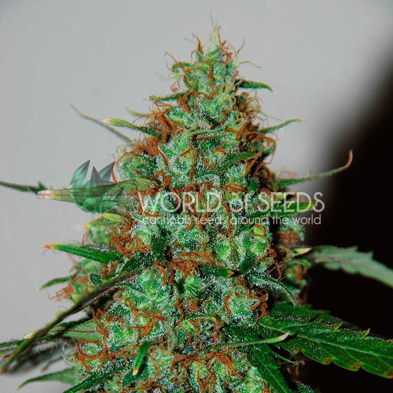 12 UND FEM - WILD THAILAND RYDER (AUTOFLOWERING C.) * WORLD OF SEEDS FEMINIZADA 12 UND