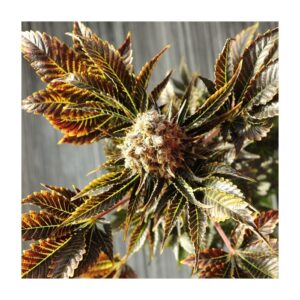 1 UND FEM - WILDLY WHITE * BCN SEEDS 1 UND FEMINIZADA