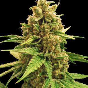 5 UND FEM - WINNING CAKE * BULK SEED 5 UND FEM