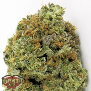 5 UND FEM - WIPEOUT EXPRESS AUTO * HEAVYWEIGHT SEEDS 5 UND FEMINIZADAS