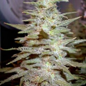 10 UND REG - WONDERBERRY  * SAGARMATHA REGULARES 10 UND