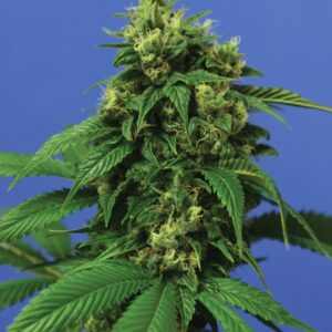 10 UND FEM  - WRECKAGE * T.H. SEEDS 10 UND FEMINIZADAS