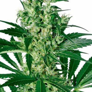 3 UND FEM - X-HAZE * SENSI WHITE LABEL 3 UND FEMINIZADAS