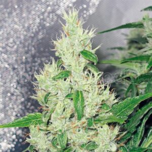 3 UND FEM - Y GRIEGA * MEDICAL SEEDS 3 UND FEMINIZADAS