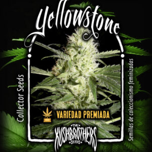3 UND FEM - YELLOWSTONE * THE KUSH BROTHERS SEEDS 3 UND FEMINIZADAS