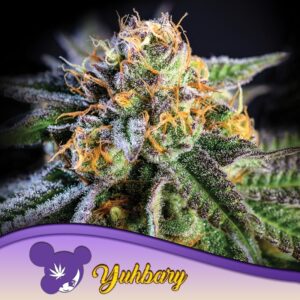 5 UND FEM - YUHBARY * ANESIA SEEDS 5 FEMINIZADAS