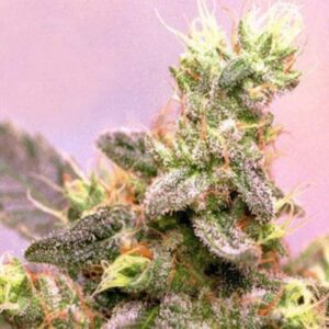 10 UND REG - YUMBOLT  * SAGARMATHA REGULARES 10 UND