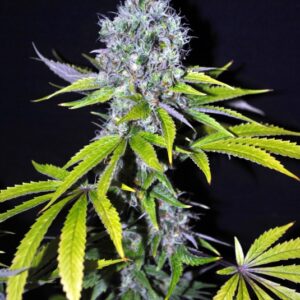 5 UND FEM - YUMMY * CBD CREW SEEDS 5 UND FEMINIZADAS