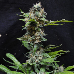 10 UND REG - YUMMY  * RESIN SEEDS 10 UND REGULARES