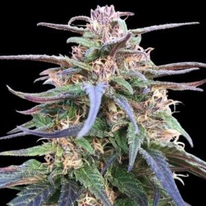 5 UND FEM - ZAMAL BLISS * ACE SEEDS 5 UND FEMINIZADAS