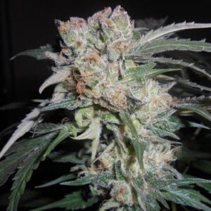 1 UND FEM - ZAMALDELICA X KALI CHINA * ACE SEEDS 1 UND FEMINIZADA