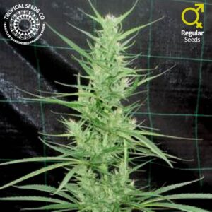 10 UND REG - ZAMBIAN COOPER * TROPICAL SEEDS 10 UND REGULARES