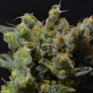 6 UND FEM - ZEN * CBD SEEDS 6 UND FEMINIZADAS