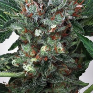 25 UND FEM - ZENSATION * MINISTRY SEEDS 25 UND FEMINIZADAS