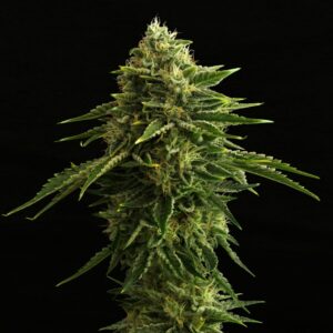 5 UND FEM - ZKIT KANDY DREAM EDITION * KANNABIA SEEDS 5 UND FEM