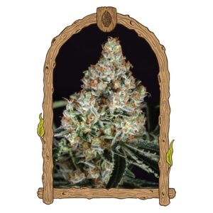 3 UND FEM - ZKITTALICIOUS * EXOTIC SEED FEMINIZADA 3 UND