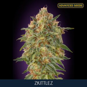 100 UND FEM - ZKITTLEZ * ADVANCED SEEDS 100 UND FEM