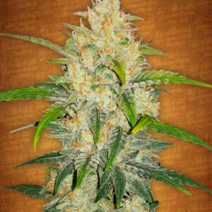 5 UND FEM - ZKITTLEZ AUTO * FASTBUDS SEEDS FEMINIZADA 5 UND