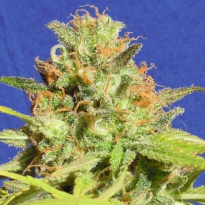 3 UND FEM - ZKITTLEZ AUTO * ORIGINAL SENSIBLE 3 UND FEMINIZADAS