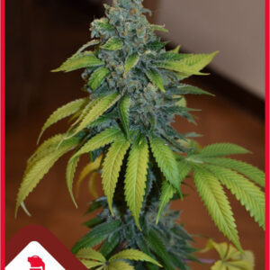 5 UND FEM - ZKITTLEZ * MEDICAL SEEDS 5 UND FEM