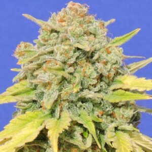 25 UND FEM - ZKITTLEZ * ORIGINAL SENSIBLE 25 UND FEMINIZADAS