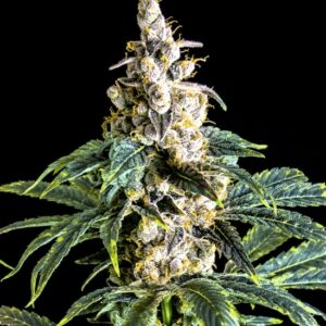 5 UND FEM - ZKITTLY ZI ZI * BULK SEED 5 UND FEM
