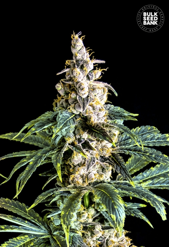10 UND FEM - ZKITTLY ZI ZI * BULK SEED 10 UND FEM