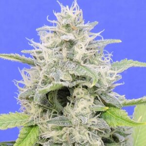 25 UND FEM - ZKITTZY GORILLA * ORIGINAL SENSIBLE 25 UND FEMINIZADAS