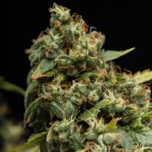 9 UND FEM - ZOMBIE DEATH FUCK * BLIMBURN SEEDS 9 UND FEMINIZADAS