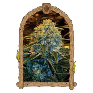 5 UND FEM - Z&Z * EXOTIC SEED FEMINIZADA 5 UND