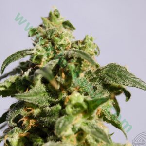 100 UND FEM - CBG AUTO * KANNABIA 100 UND FEMINIZADAS