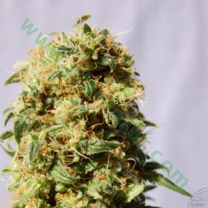 100 UND FEM - CBDV AUTO * KANNABIA 100 UND FEMINIZADAS